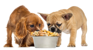 fresh pet food for dogs