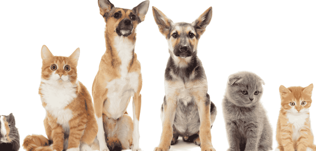 How to Calm Pets During Thunderstorms?