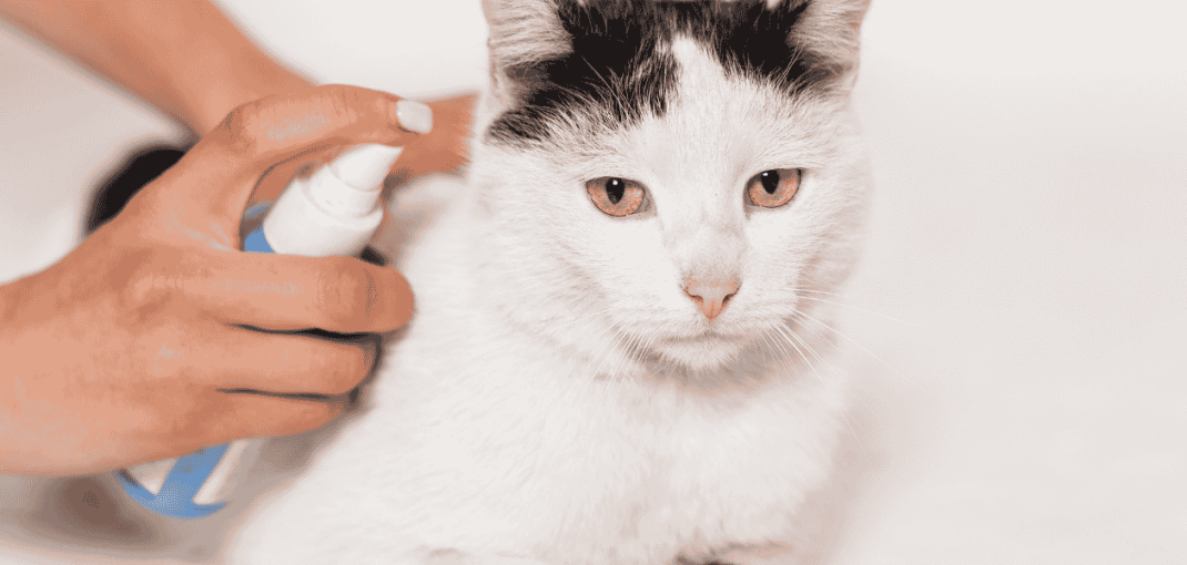 Managing Fleas and Ticks in Pets During Monsoon