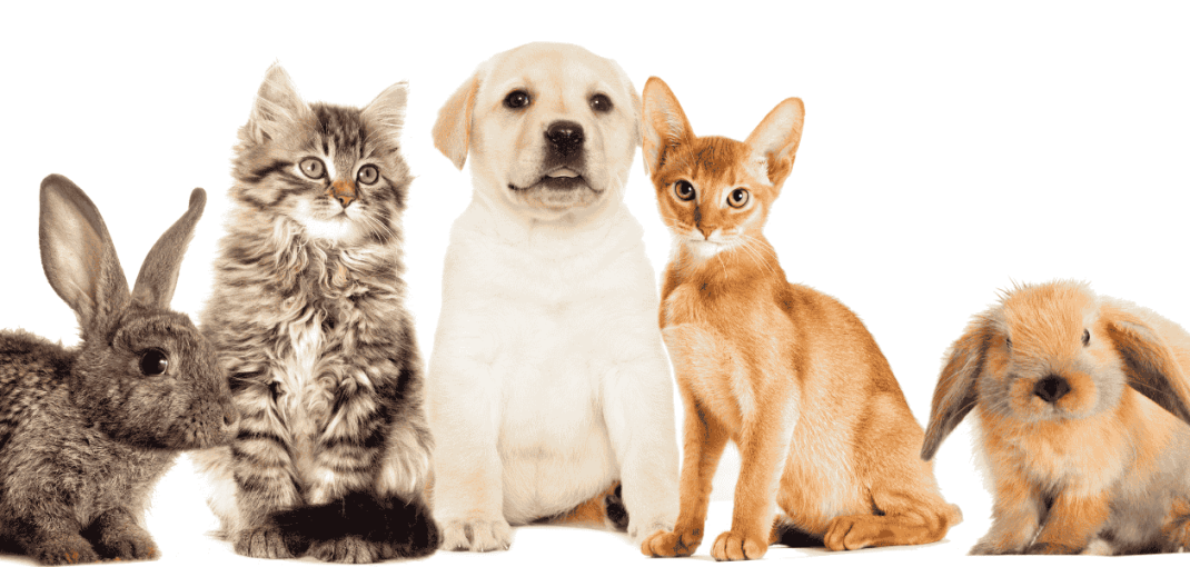 Paw Care for pets in Monsoon Season