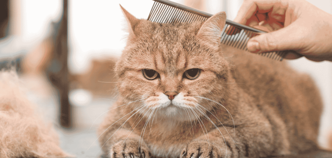 Rainy Season Grooming Routine for Cats: A Complete Guide