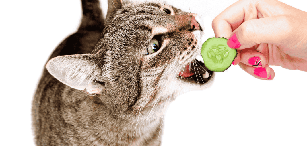 Best Cat Foods to Strengthen Immunity During Autumn in Pakistan