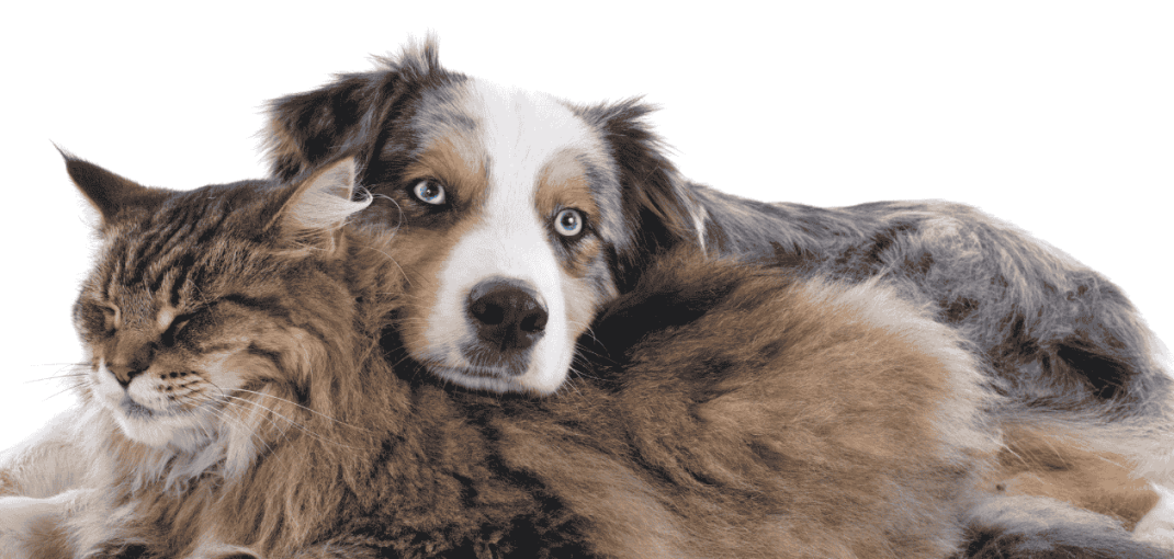 Keep Your Cat and Dog Active Indoors During Monsoon