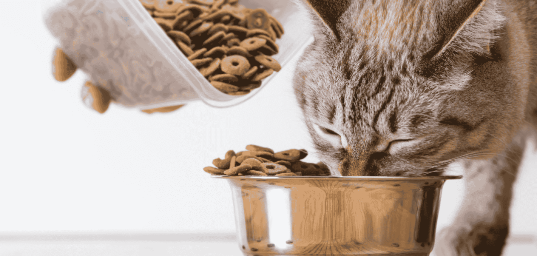 What to Feed Your Cat at the Beginning of Winter in Pakistan?