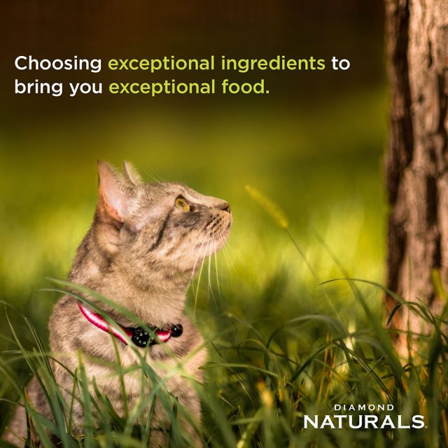 Diamond Naturals Indoor Cat - Chicken & Rice - Image 5
