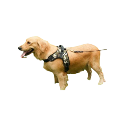 Body chester