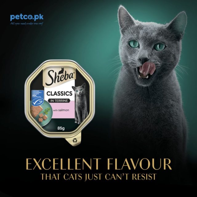 SHEBA Classics Wet Cat Food Salmon in Terrine 85g - Image 3