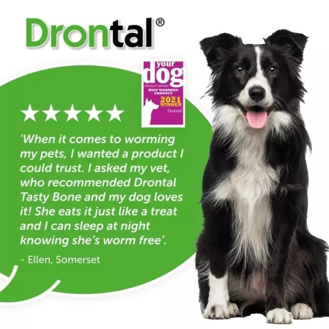 Drontal Plus Tasty Tablets for Dogs (Germany) - Image 3
