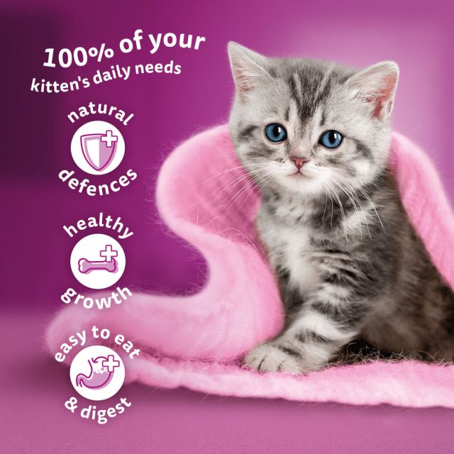 WHISKAS® Kitten 2-12 Months Fish Favourites in Jelly (85g) - Image 5