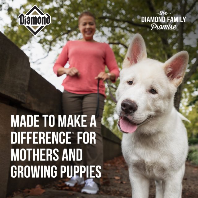 Diamond Puppy Food - Image 5