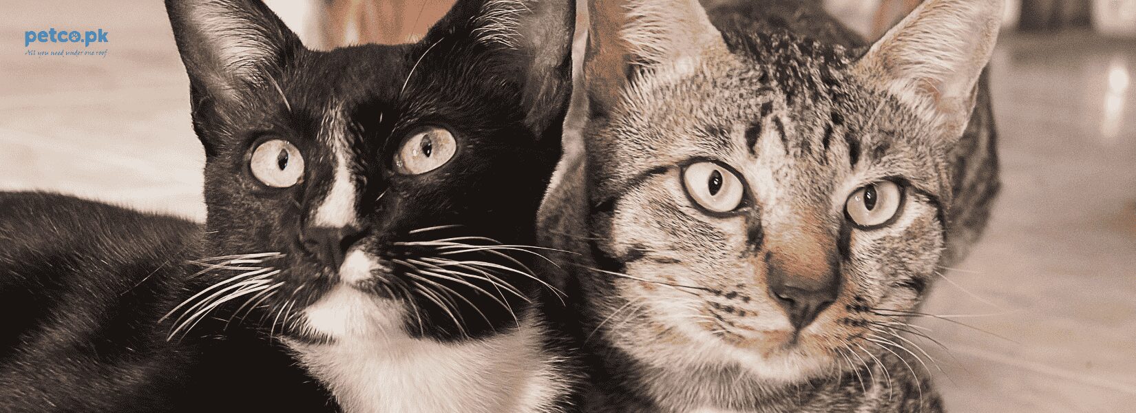 Top Nutritional Tips for Your Cat at the Start of Winter