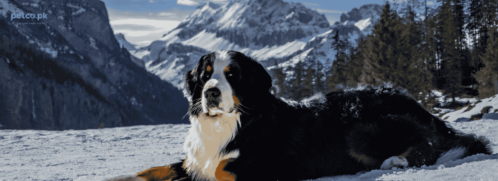 How to Keep Your Dog Energized and Warm with the Right Winter Dog Food