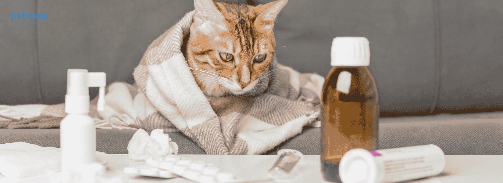 Protect Your Cat from Autumn Allergies with the Right Diet