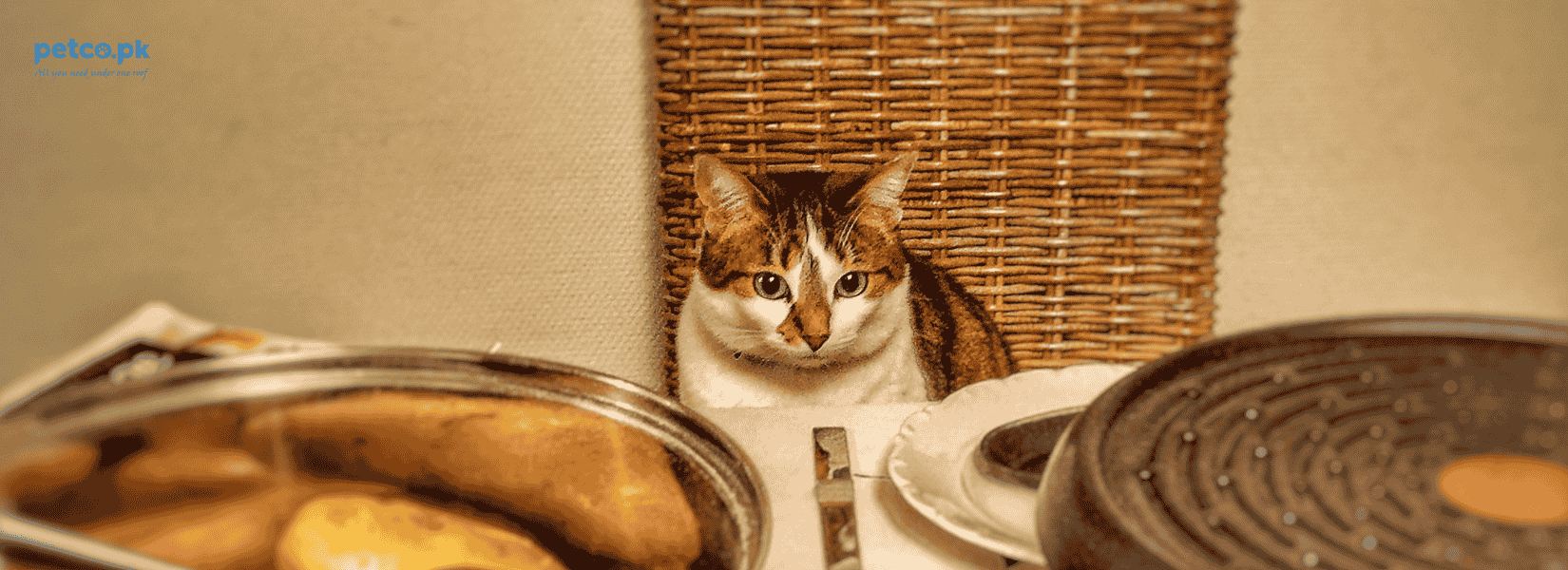 Top Cat Foods on Petco.pk for the Autumn Transition